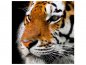 Preview: Leinwandbild Close up Tiger Kopf