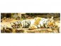 Preview: Leinwandbild Panorama Der Sibirische Tiger