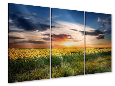Acrylglasbild 3-teilig Ein Feld von Sonnenblumen 120 x 80 cm (3 x 40 x 80 cm)