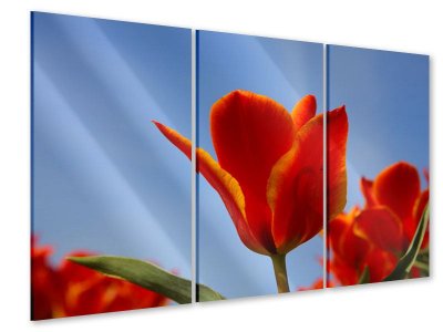 Acrylglasbild 3-teilig Rote Tulpen in XXL 135 x 90 cm (3 x 45 x 90 cm)