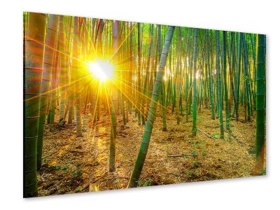 Acrylglasbild Bambusse 120 x 80 cm