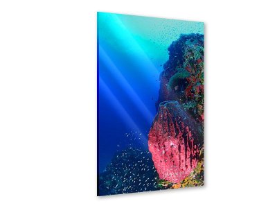 Acrylglasbild Unterwasserwelt