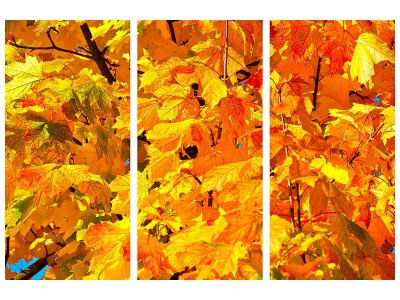 Leinwandbild 3-teilig Herbst Blätter