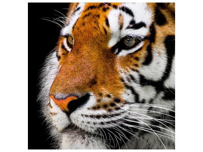 Leinwandbild Close up Tiger Kopf