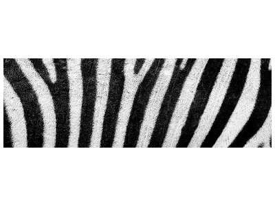 Leinwandbild Panorama Streifen vom Zebra